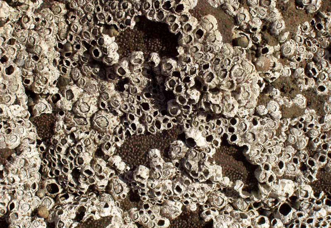 barnacle patterning inspriation